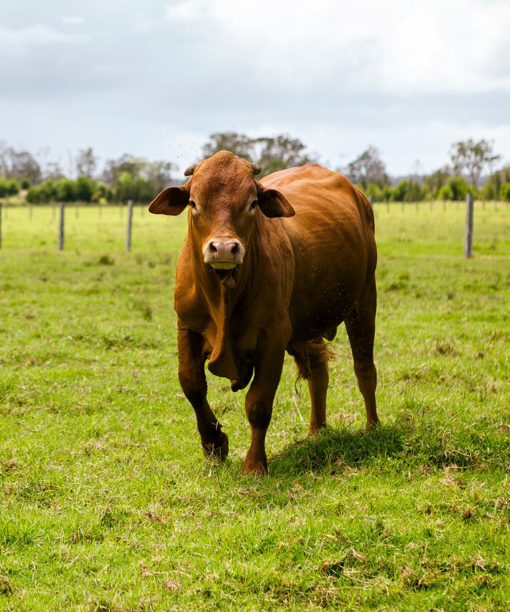 A solitary cow walks gracefully across a vibrant field