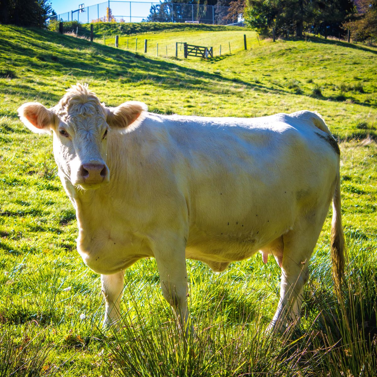 A white cow stands in a green field