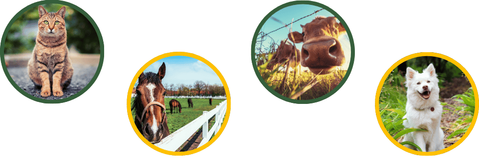 The image features four circular photos, each highlighting a different animal. The first circle showcases a brown tabby cat sitting on the ground, looking directly at the camera. The second circle presents a horse standing near a white fence, with additional horses grazing in the background. In the third circle, the nose of a cow peeks through some grass, with another cow visible in the background. The final circle captures a white, fluffy dog standing outdoors, appearing happy with its tongue out. Each photo is bordered by either a green or yellow circle.