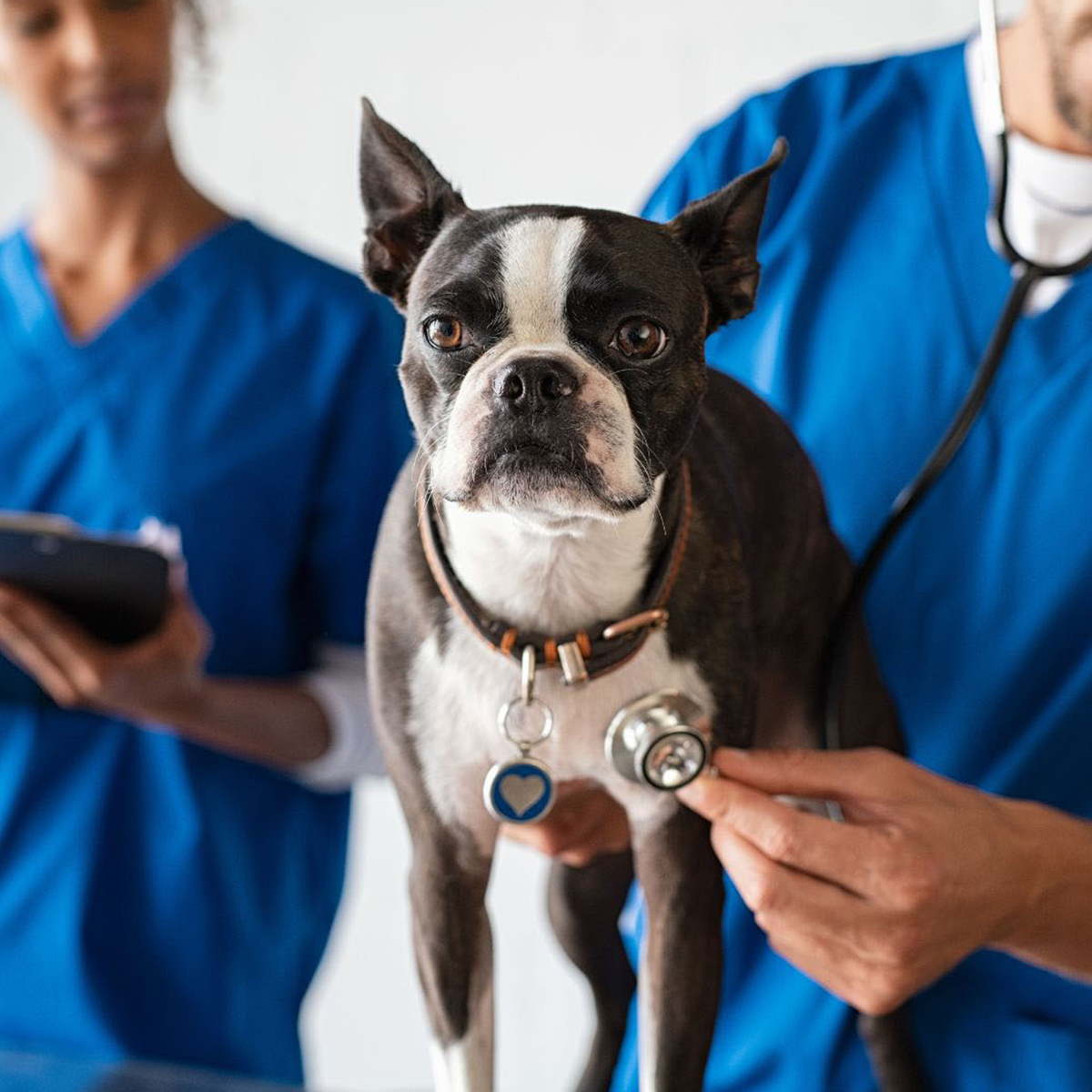 a black and white dog being examined by a vet