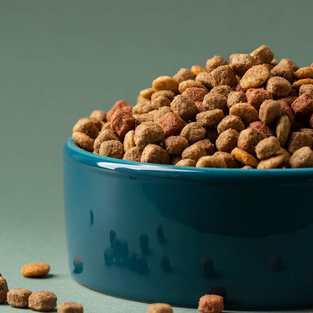 a bowl of dry pet food