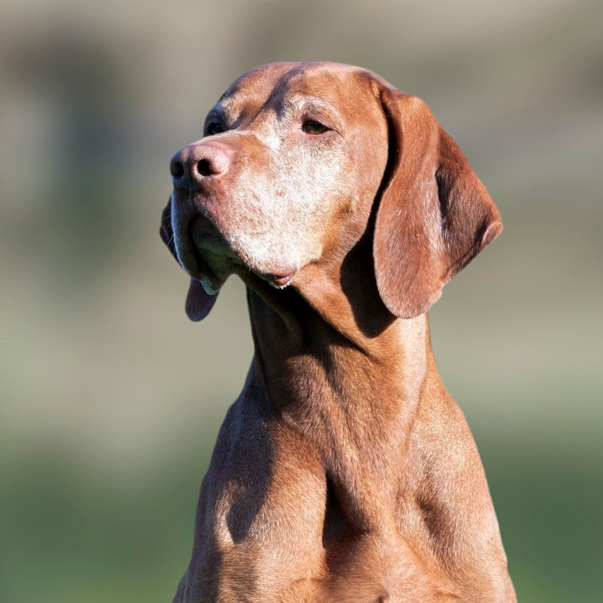 a brown dog with white spots