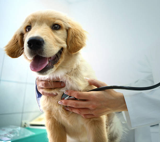 a dog being examined by a veterinarian