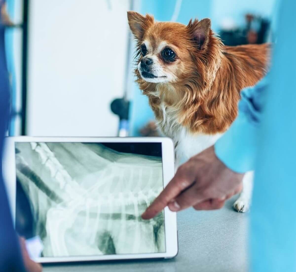 a dog looking at a camera and person pointing a x-ray