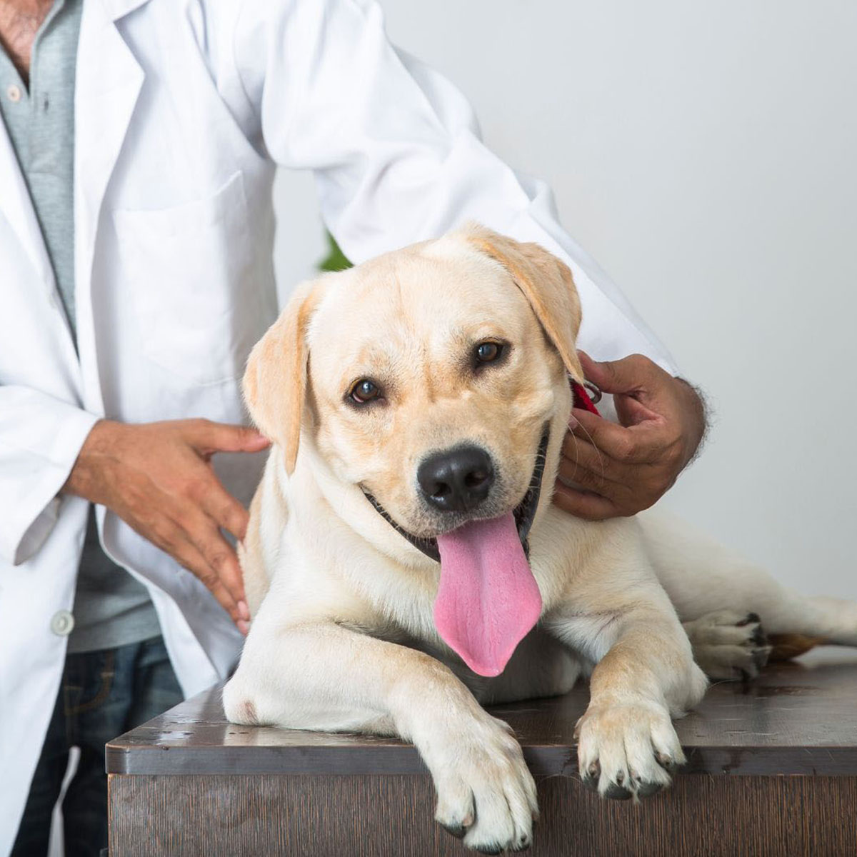 a dog lying on a table with a person