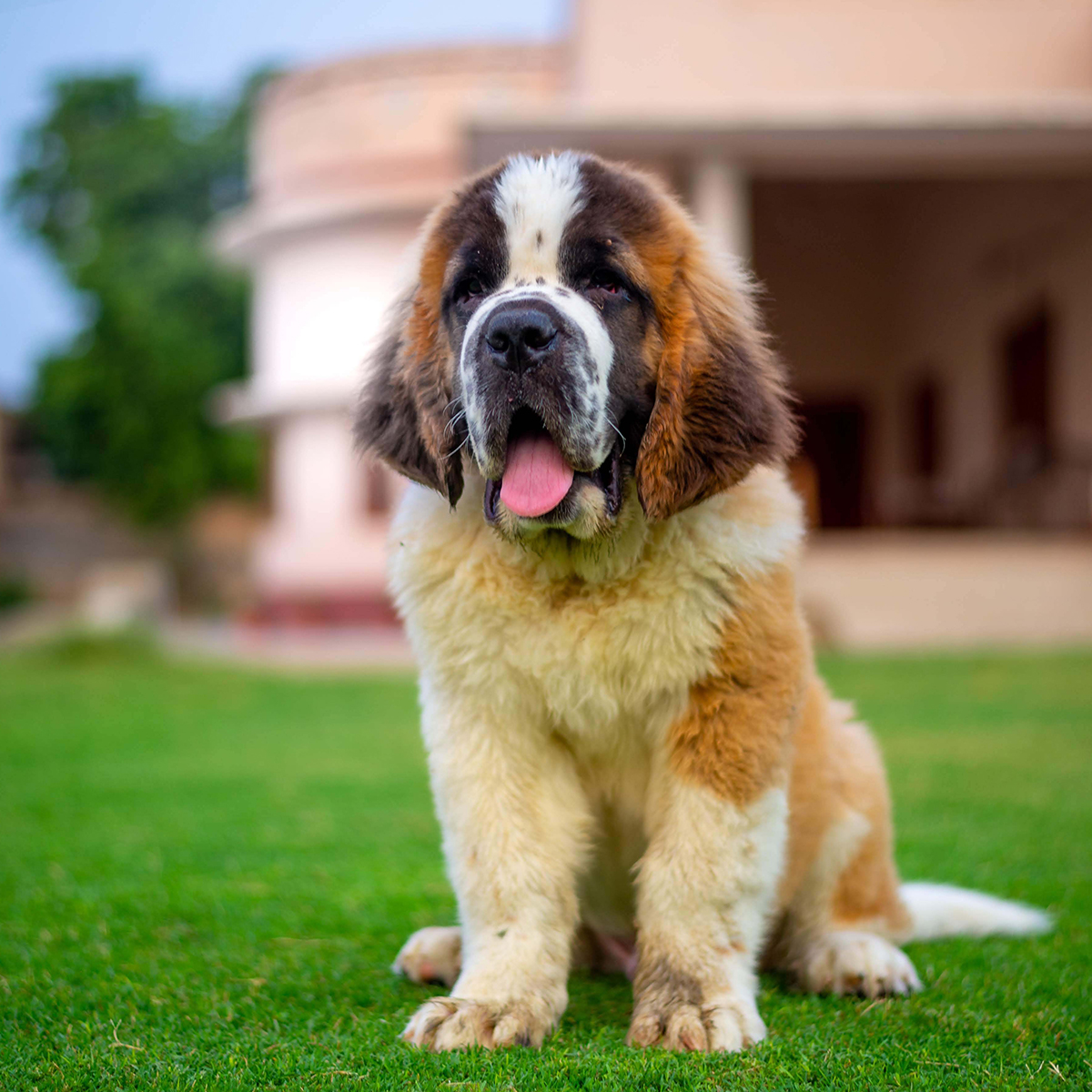 a dog sits comfortably on green grass