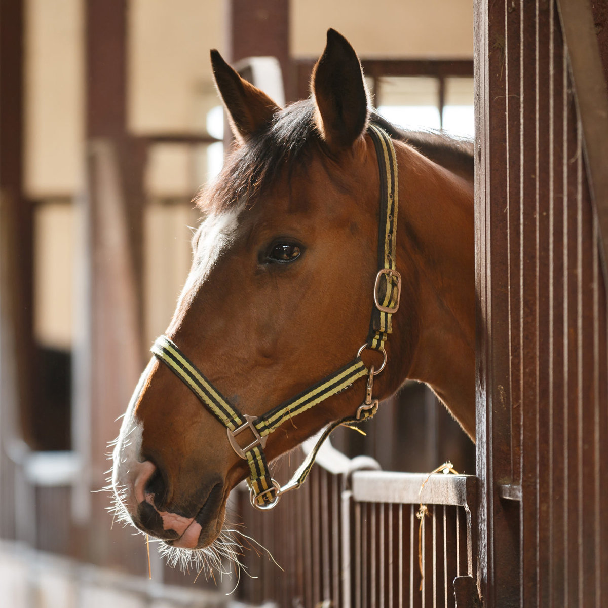 a horse stands calmly in a stable