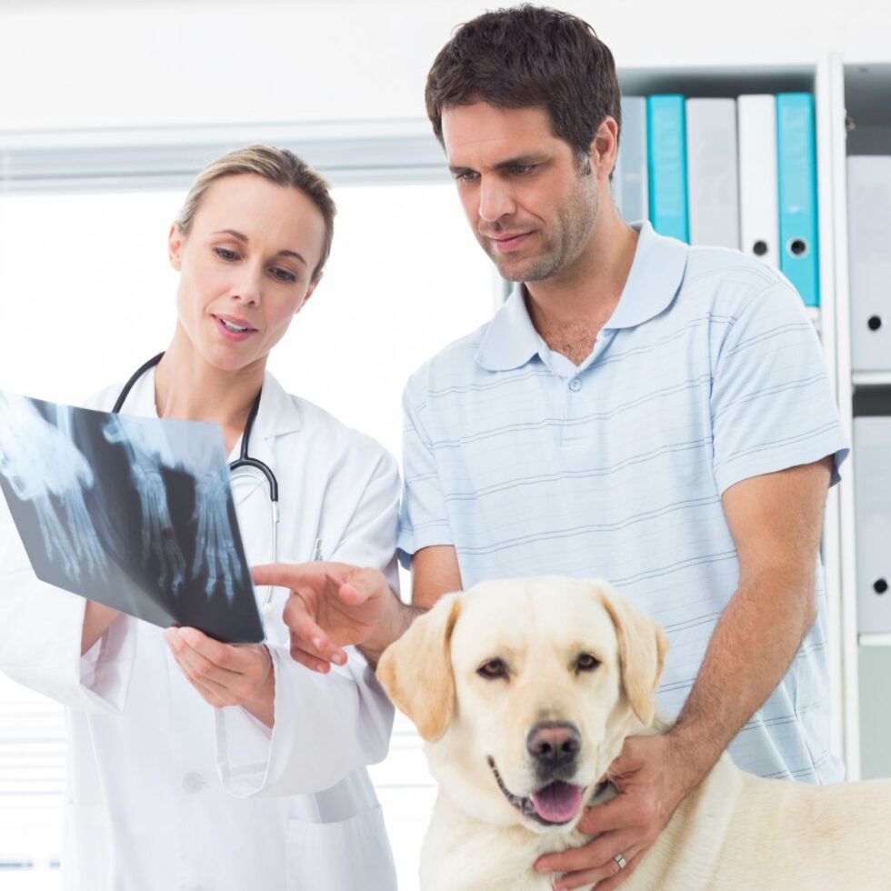 Pet Digital X-Ray Imaging Roland | Roland Veterinary Clinic