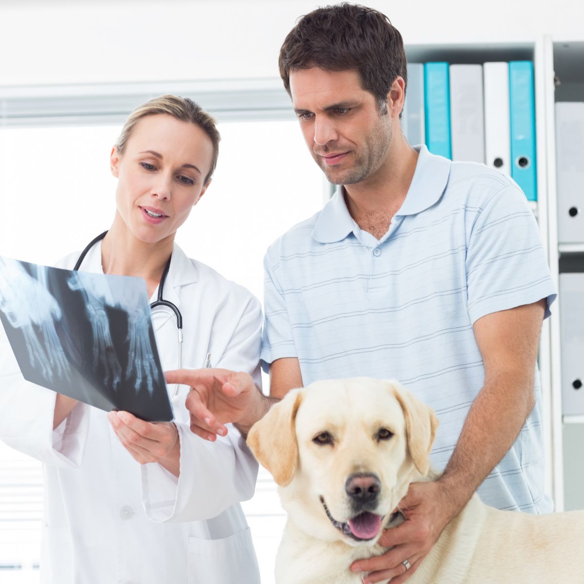 a man touching a dog and pointing at an x-ray is with a vet