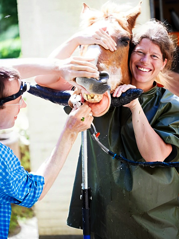 a man is checking the teeth of a horse inside the stable