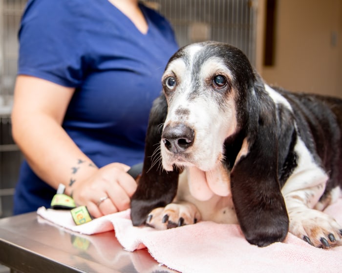 a old dog sitting on the table