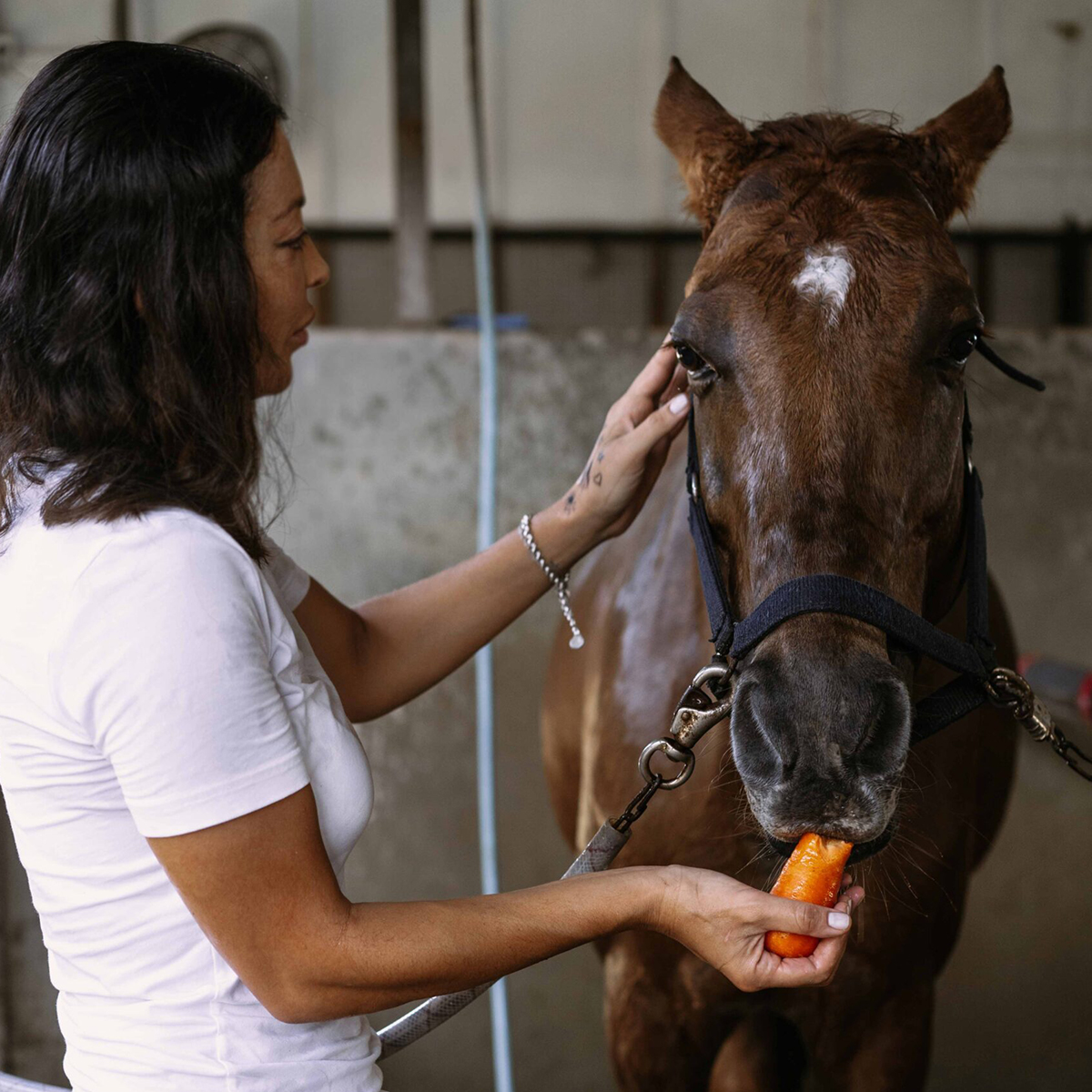 a person feeding a horse