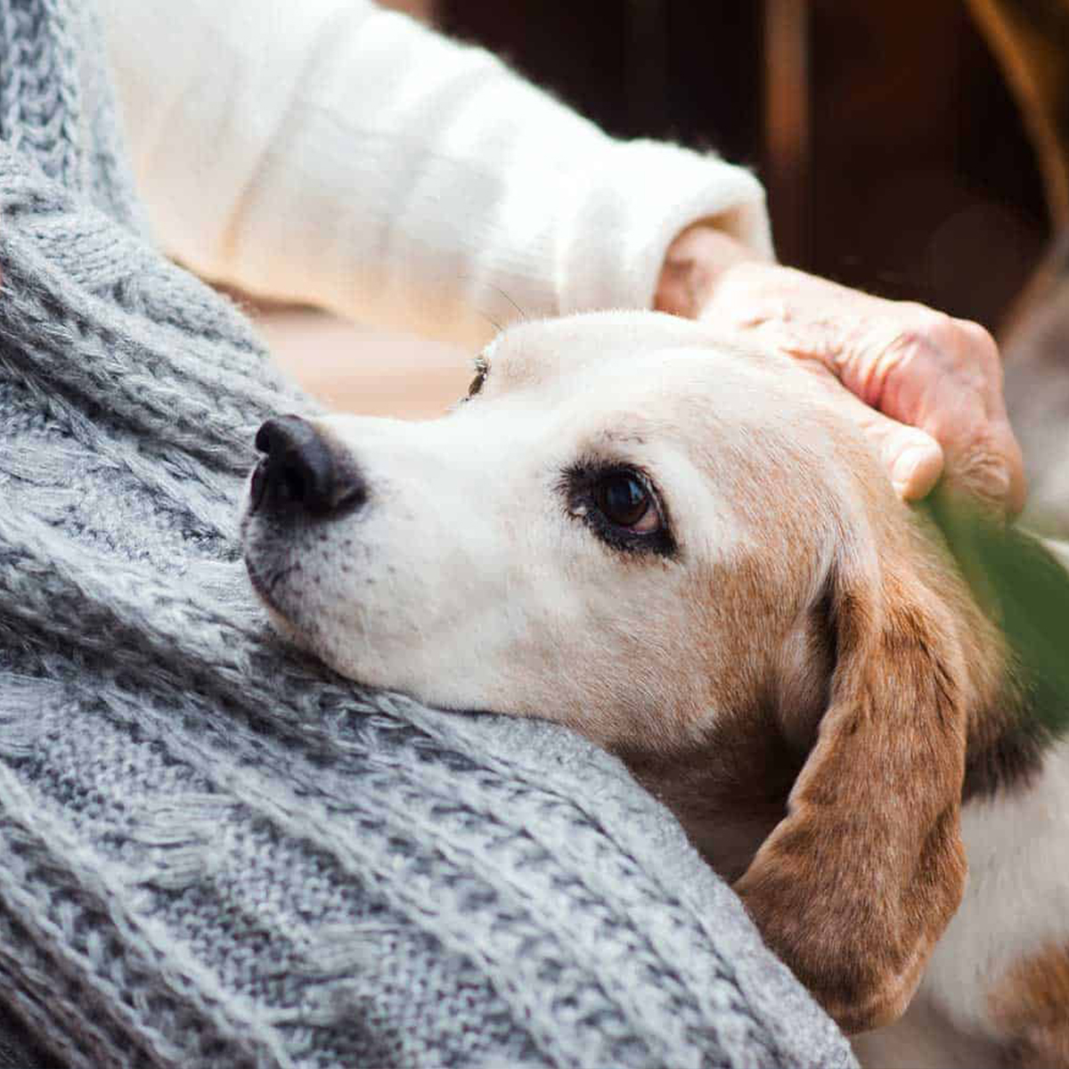 a person gently pets a dog that is comfortably seated on a chair