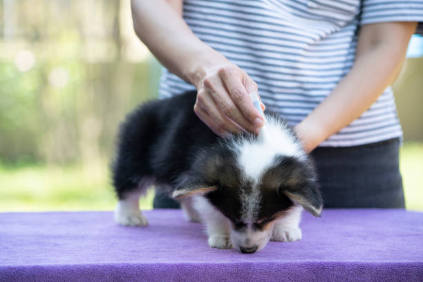 a person gently pets a small dog resting on a table