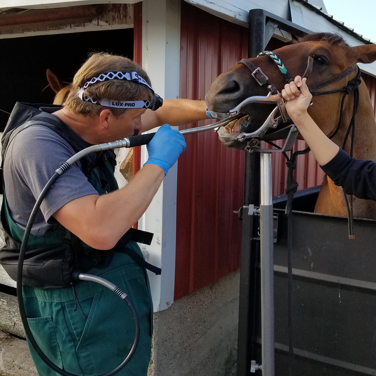 a person supports a horse's head tenderly