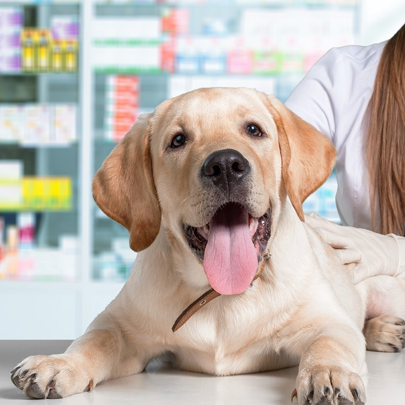 a person with a dog in pet store