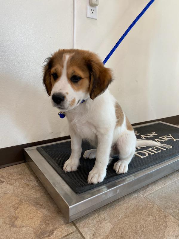 a playful puppy sits on a mat