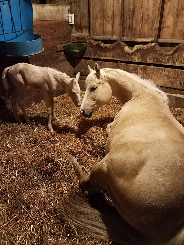 a serene scene featuring a horse resting beside a baby horse