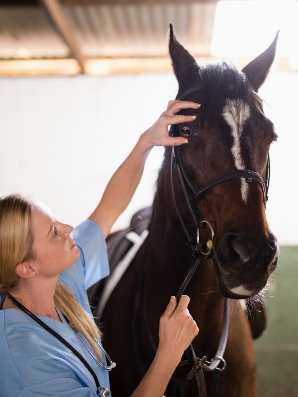 a vet during medical care of horses in stables