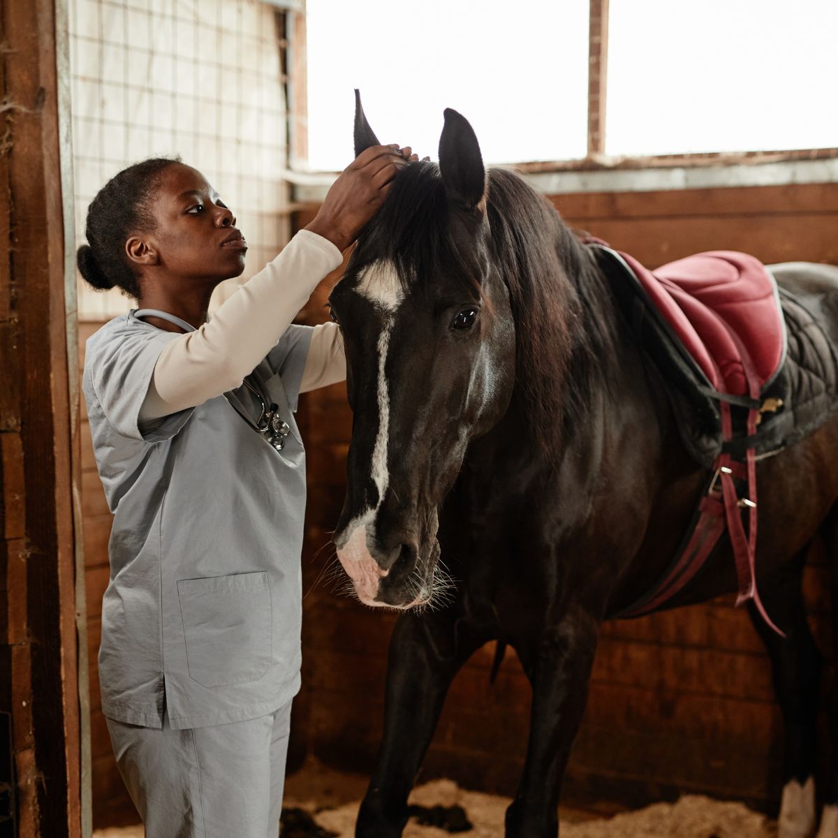 a vet examining a horse 