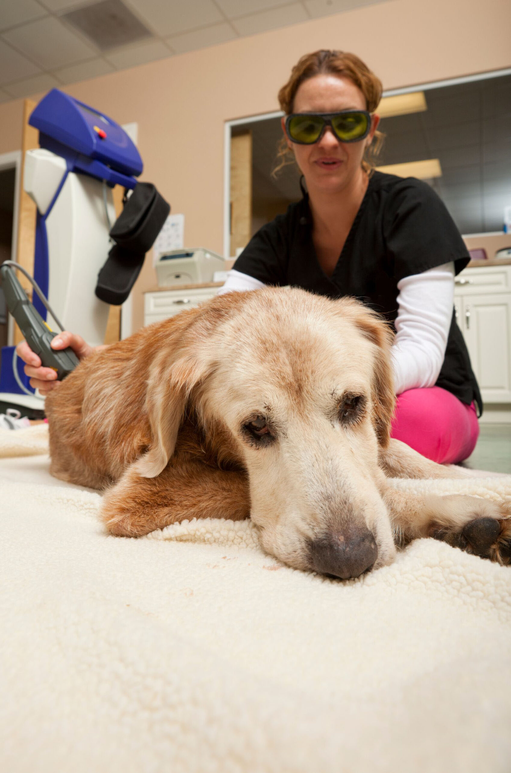 a dog receiving laser therapy by a vet