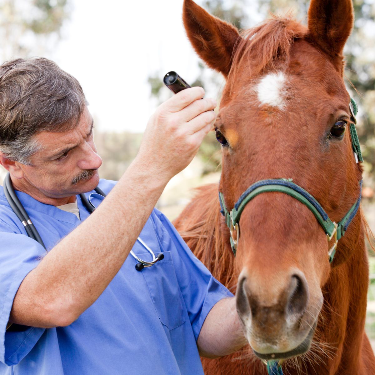 a veterinarian during medical care of horse