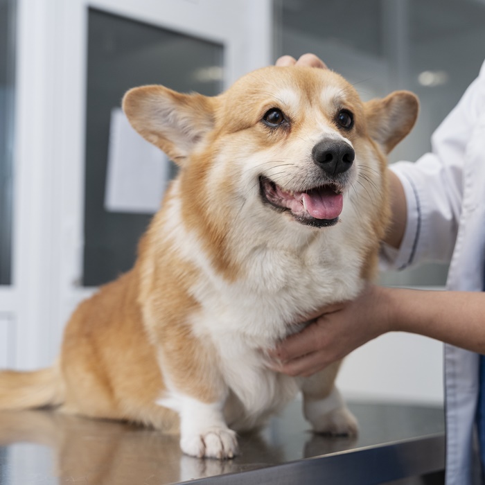 a veterinarian examines a dog