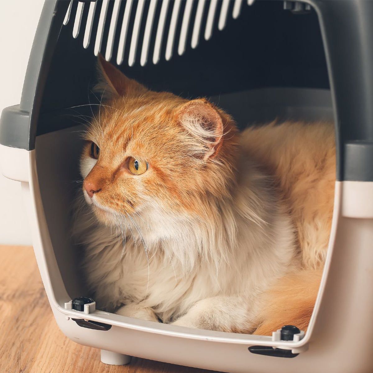 Pet Boarding In Roland, IA 50236 | Roland Veterinary Clinic