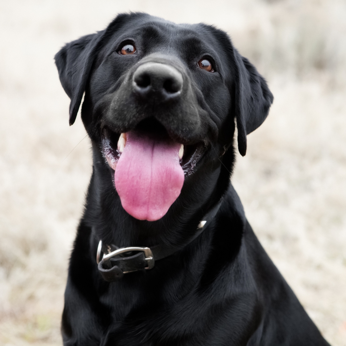 A dog with its tongue hanging out