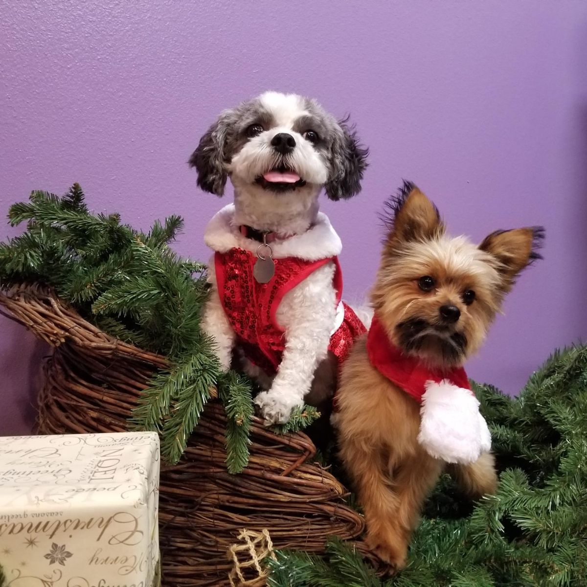 a couple of dogs that are sitting in a basket