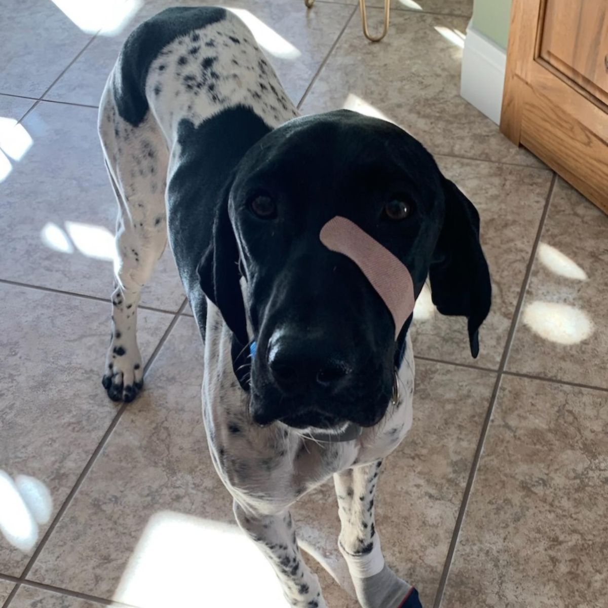 a black and white dog standing on a tile floor