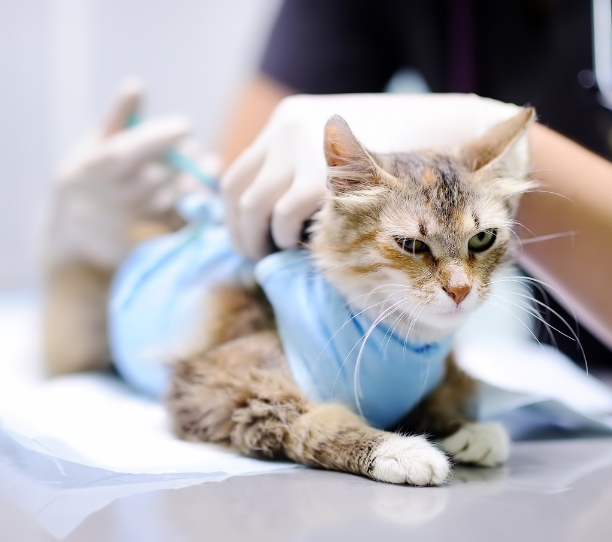 a dog being checked by a vet