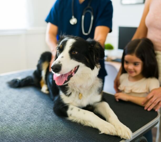 a dog being examined by a veterinarian