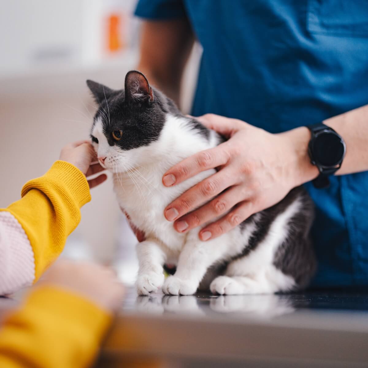 A cat sitting on a vet's table with its owner near by