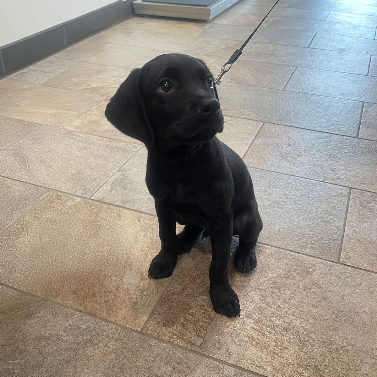 A cute little black puppy