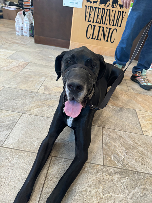 A large black dog in Roland Veterinary Clinic