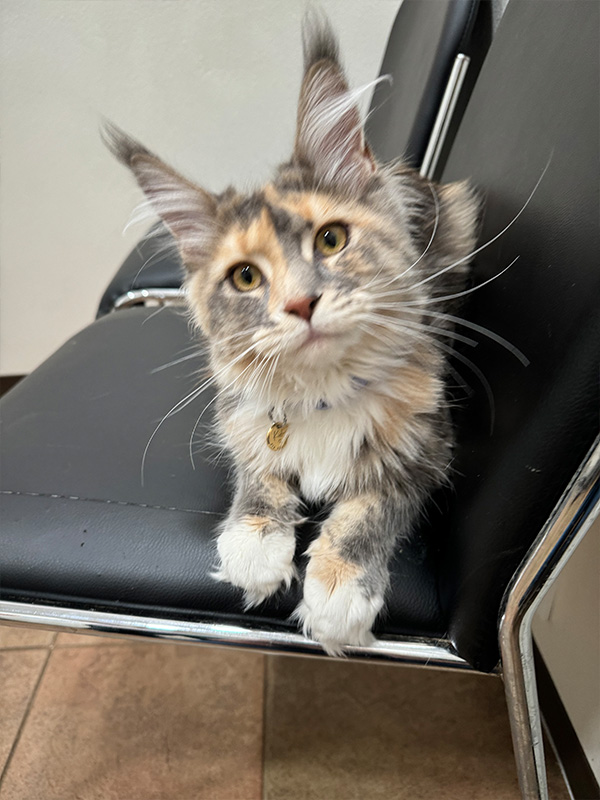 A large maine coon sitting on a chair