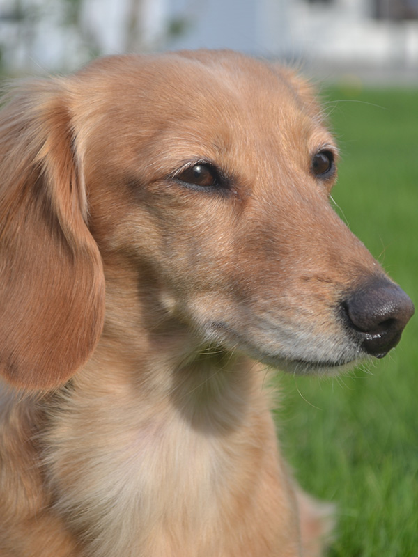 A little dog squinting at the camera