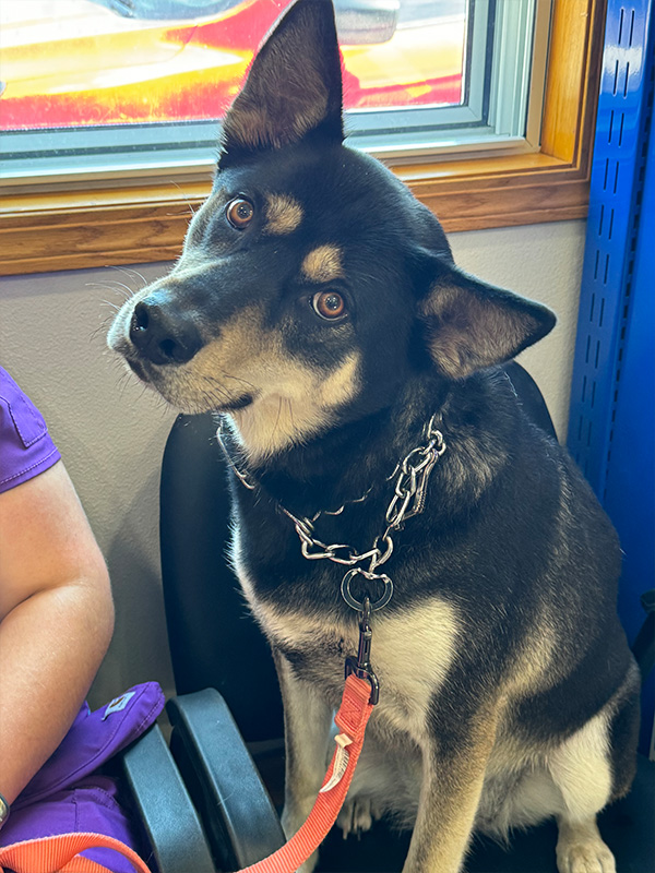 A curious dog with its head tilted