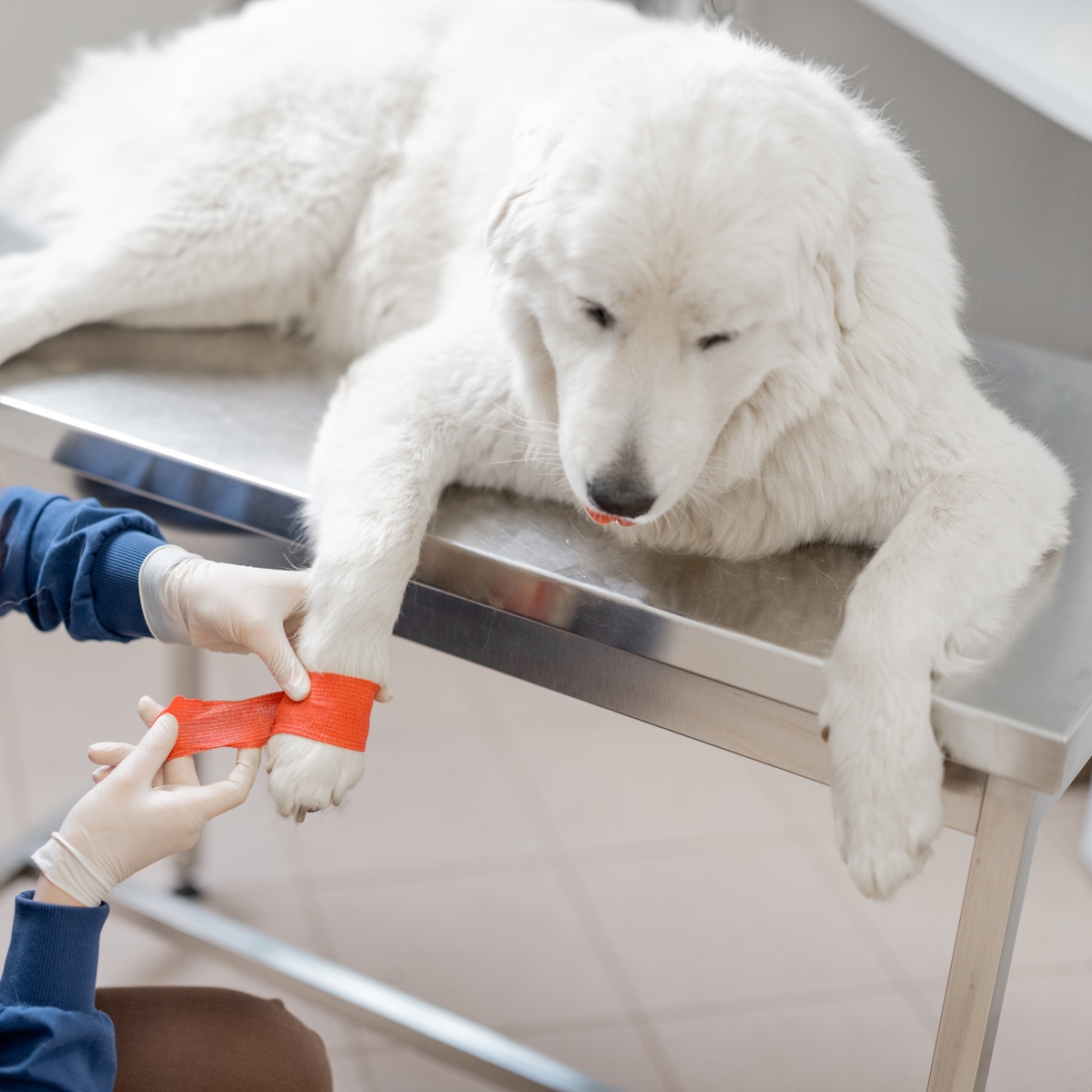 a man touching a dog and pointing at an x-ray is with a vet