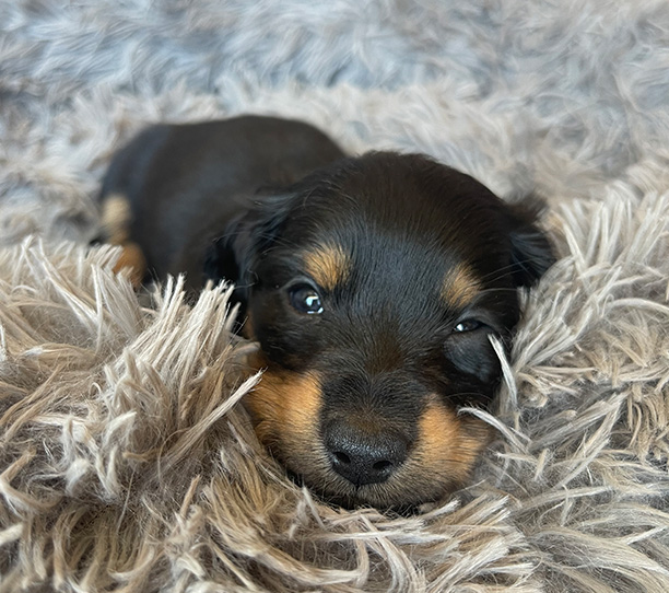 A tiny puppy on a blanket