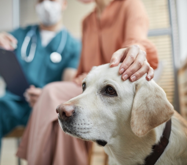 a dog being checked by a vet