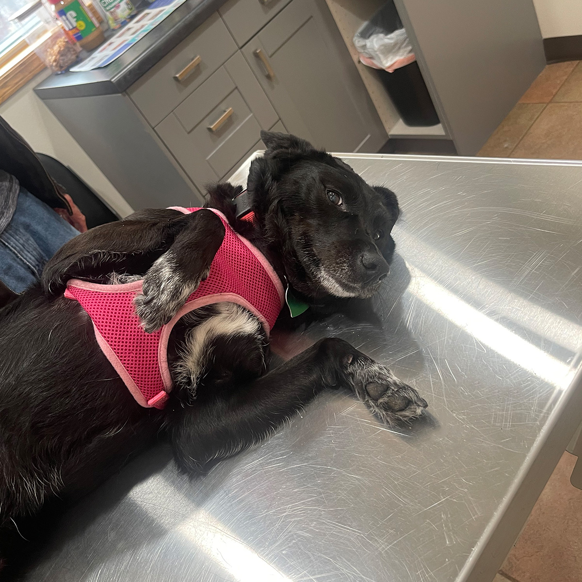 A black dog laying on a vet table