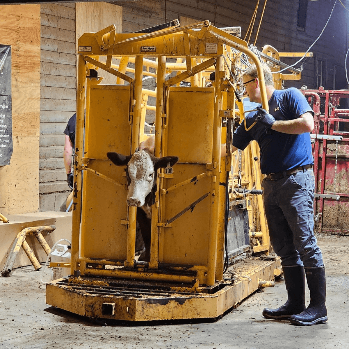 Veterinarians providing an examination on a cow