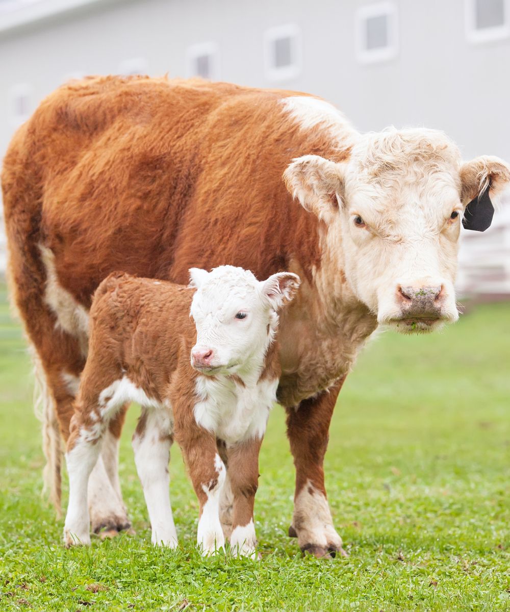 a mother cow and her calf standing in a field