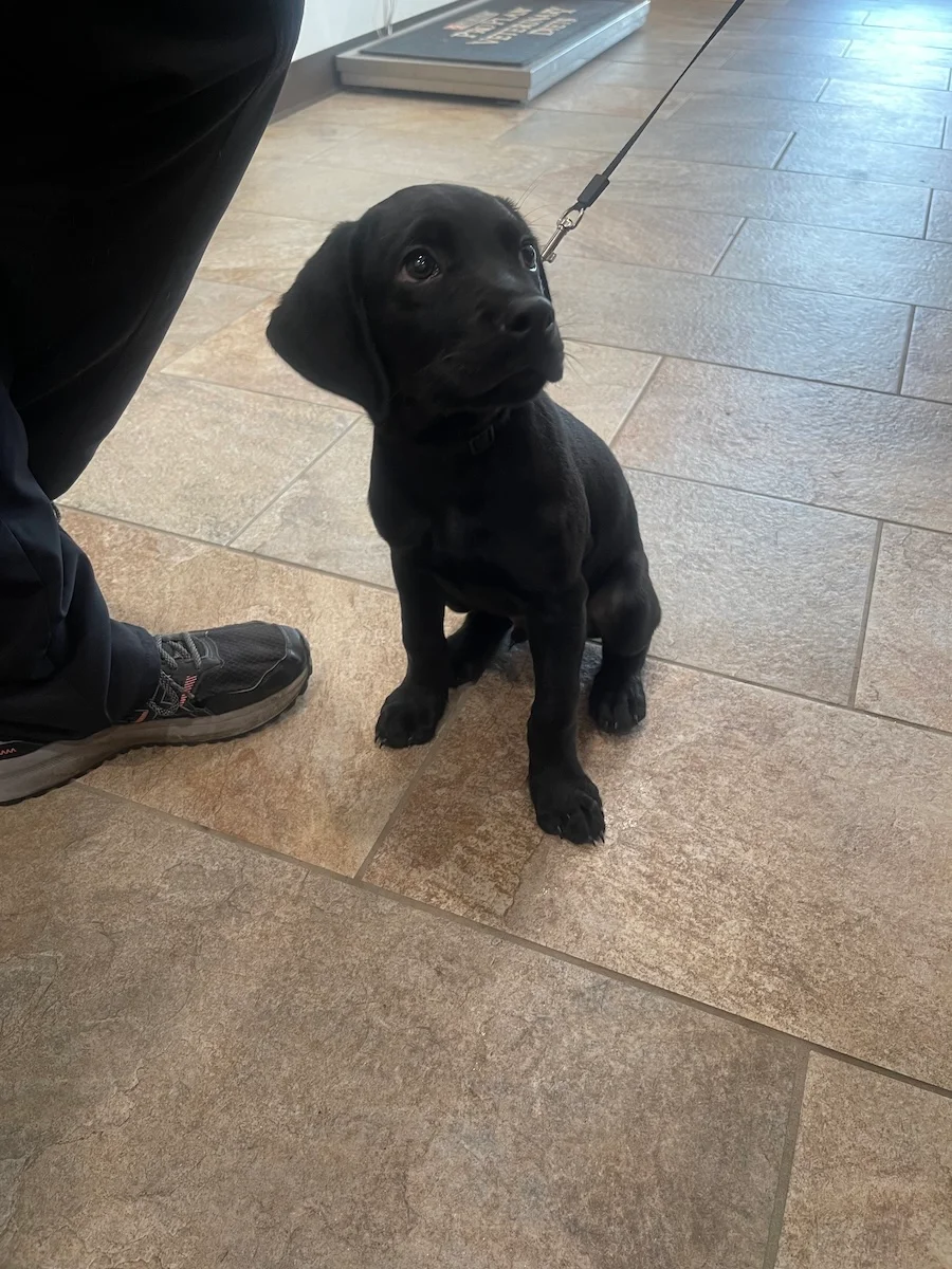 A small black puppy sitting on a tiled floor, looking up with curious eyes.