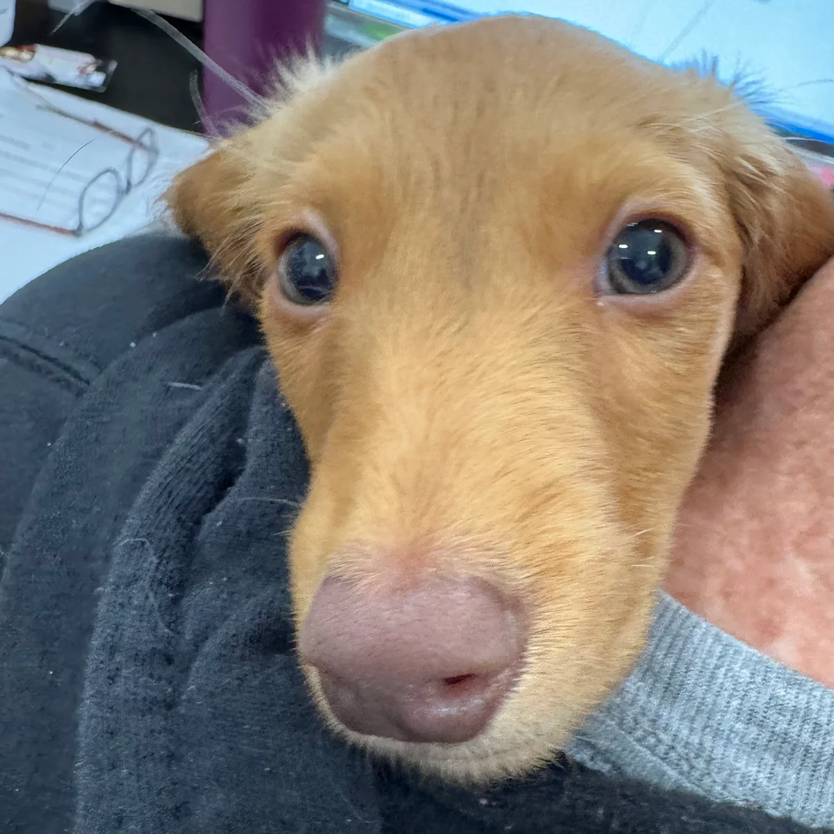 Close-up of a small brown puppy with soft fur and curious blue eyes.