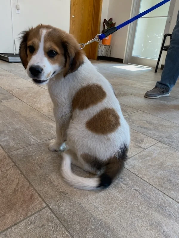 A white puppy with brown spots sitting on a tiled floor, looking back over its shoulder.