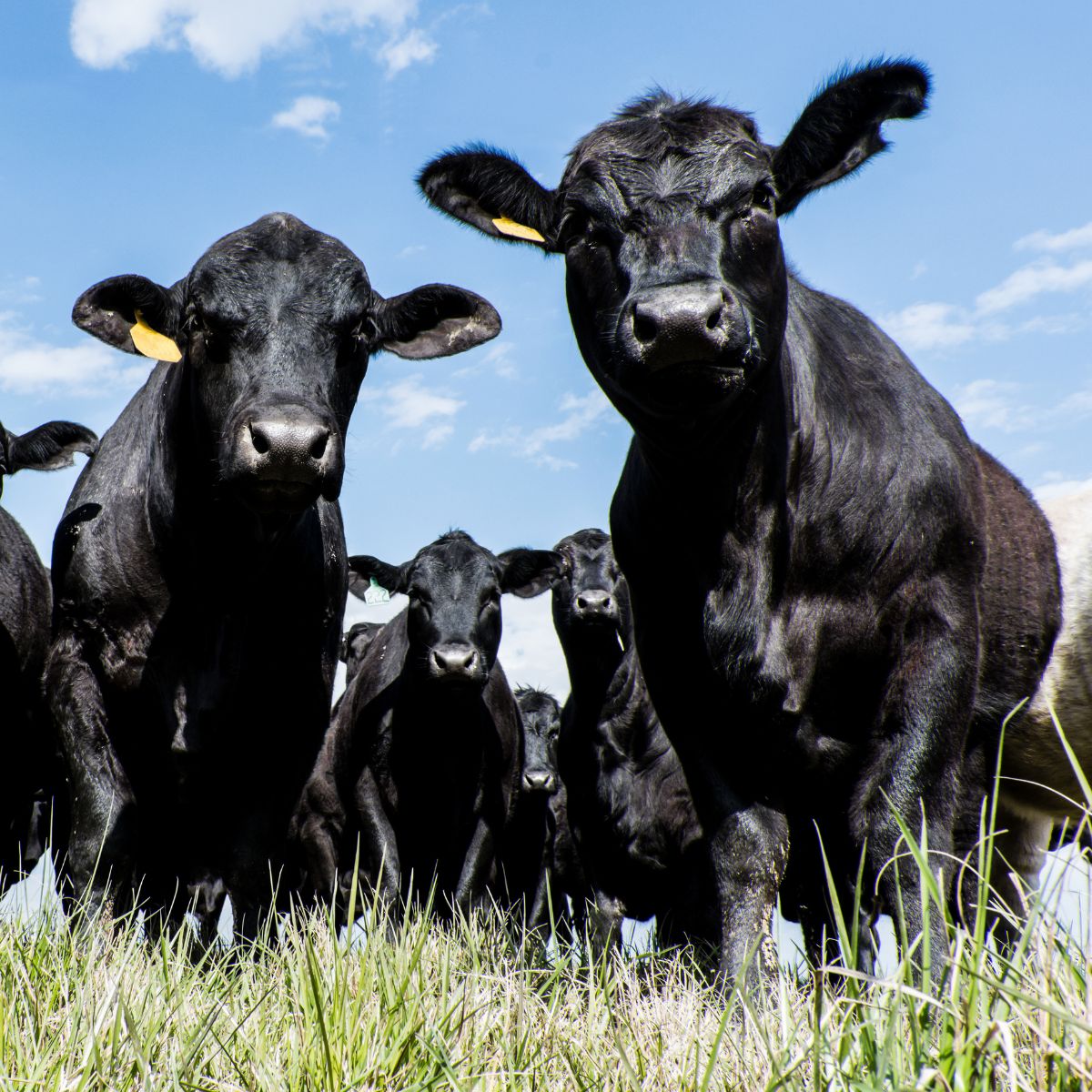 a herd of black cows standing on top of a lush green field