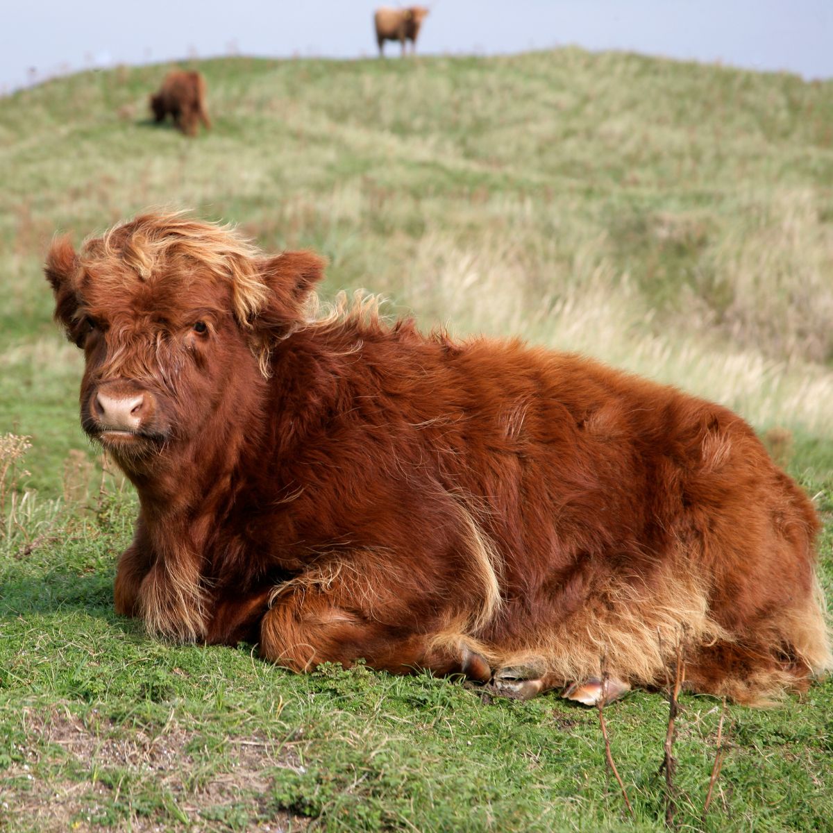 a brown cow laying on top of a lush green field